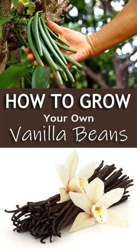 Can you grow vanilla?