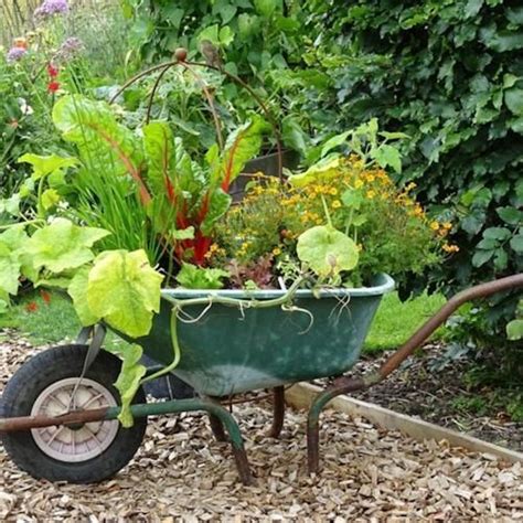 Can you grow vegetables in a wheelbarrow?