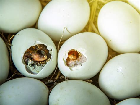 Can you hatch a bird egg?