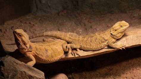 Can you have 2 bearded dragons together?