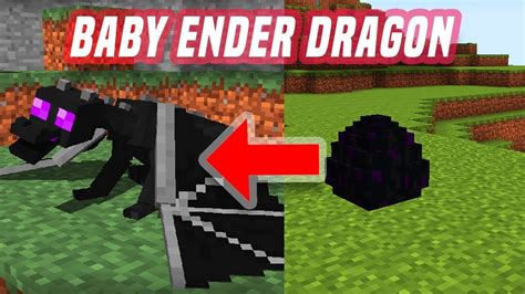 Can you have a baby Ender Dragon?