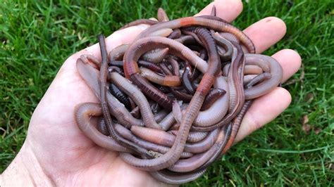 Can you have a pet earthworm?