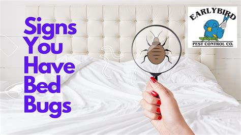 Can you have bed bugs with no signs?