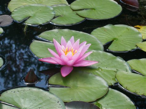 Can you have too many lily pads in a pond?