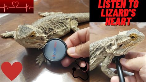 Can you hear a bearded dragons heartbeat?