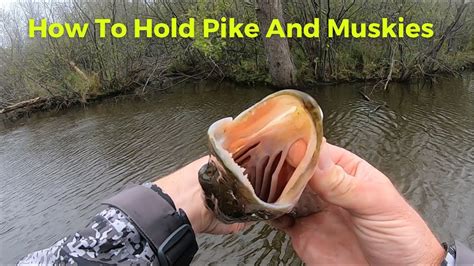 Can you hold a pike?