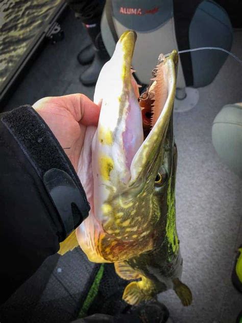 Can you hold a pike by its mouth?