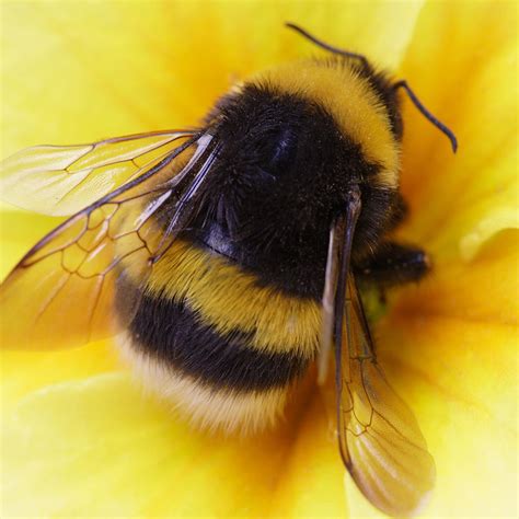 Can you hold male bumblebees?