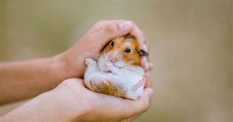 Can you hug a hamster?