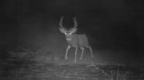 Can you hunt deer at night in Indiana?