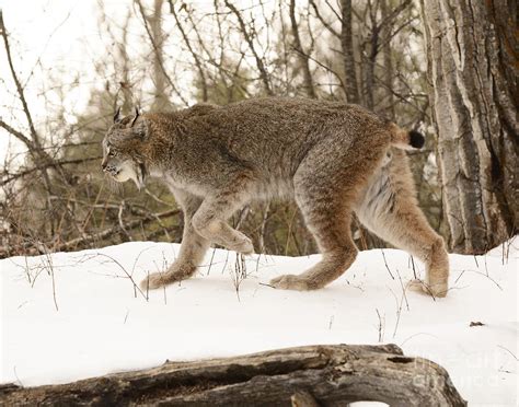 Can you hunt lynx in Ontario?