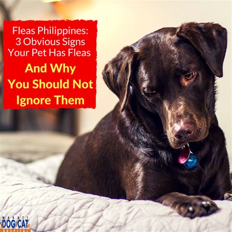 Can you ignore fleas?