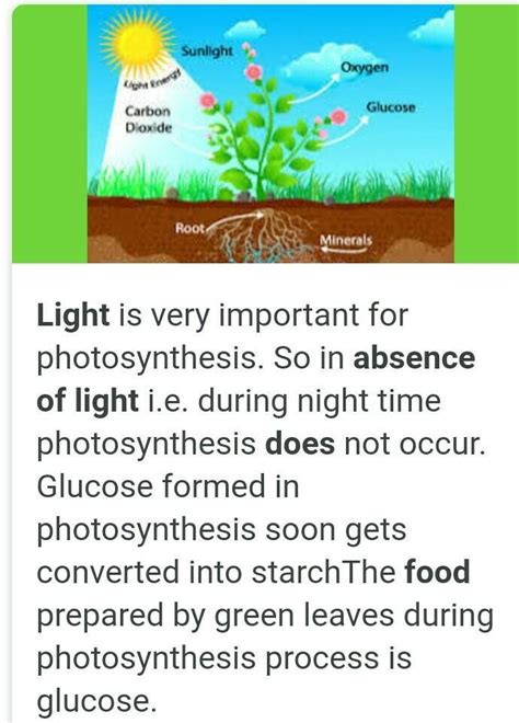 Can you imagine life on Earth in the absence of photosynthesis Why?