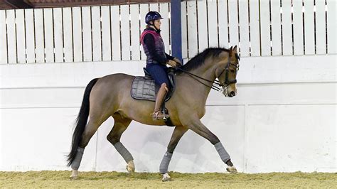 Can you improve a horses trot?