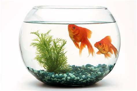 Can you keep 2 goldfish in a bowl?