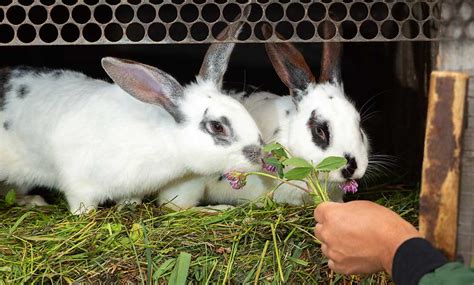 Can you keep 2 rabbits from the same litter?