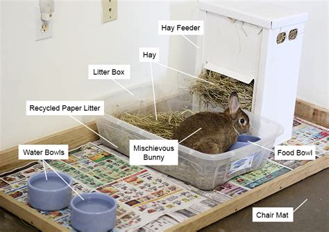 Can you keep a rabbit in an apartment?