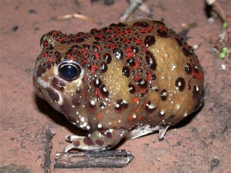 Can you keep frogs in Australia?