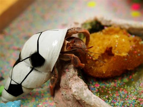 Can you keep hermit crabs as pets?