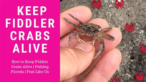Can you keep live crabs overnight?
