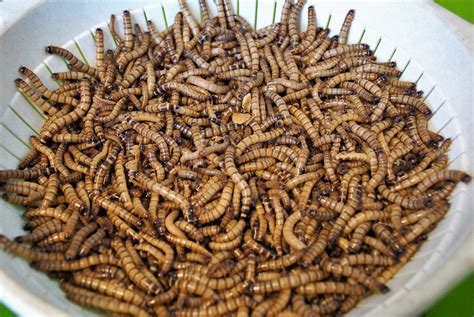 Can you keep worms in the freezer?