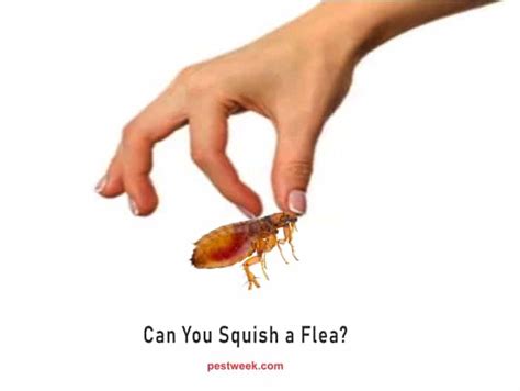 Can you kill a flea by squishing it?