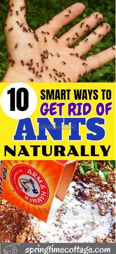 Can you kill ants naturally?