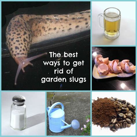 Can you kill slugs with soapy water?