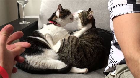 Can you kiss a cats belly?