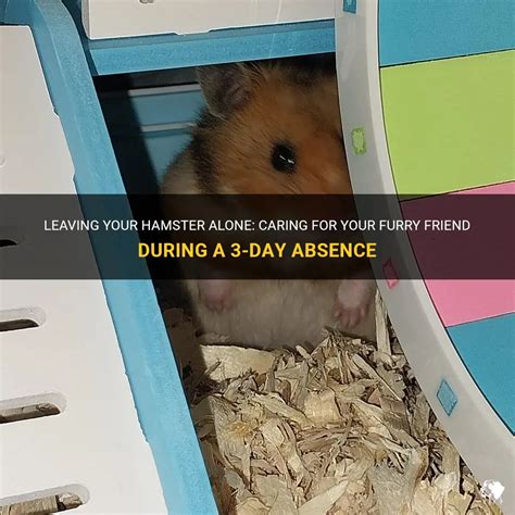 Can you leave a hamster alone for a weekend?