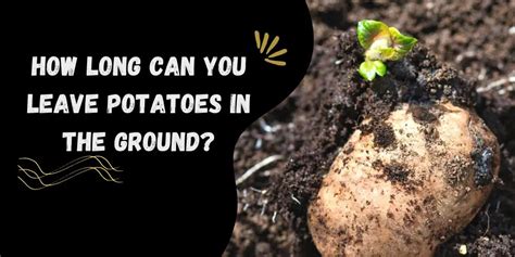 Can you leave potatoes in the ground too long?