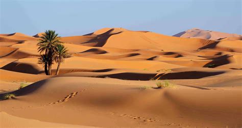 Can you live in Sahara desert?