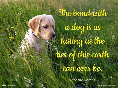 Can you lose a bond with a dog?