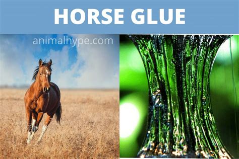 Can you make glue from animals?
