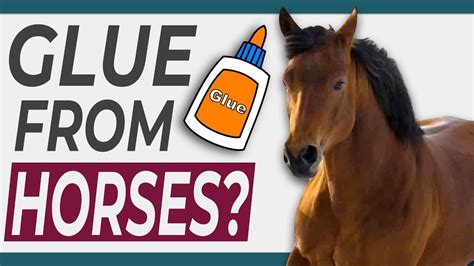 Can you make glue without horses?