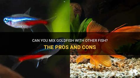 Can you mix big and small goldfish?