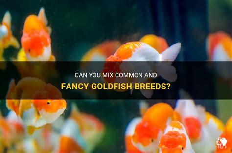 Can you mix common goldfish with fancy goldfish?