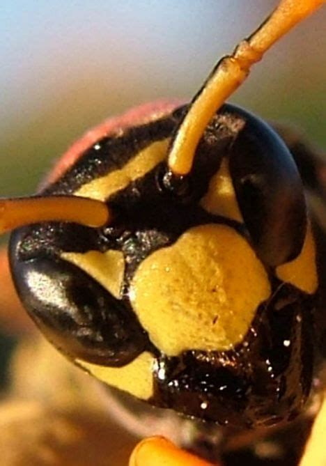 Can you outrun an angry wasp?