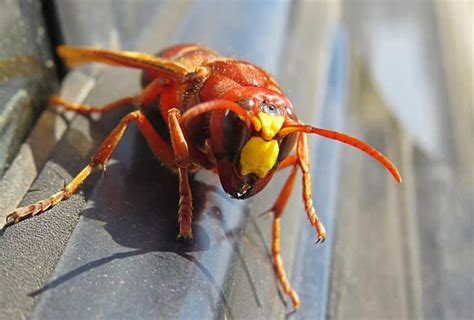 Can you outrun wasps?