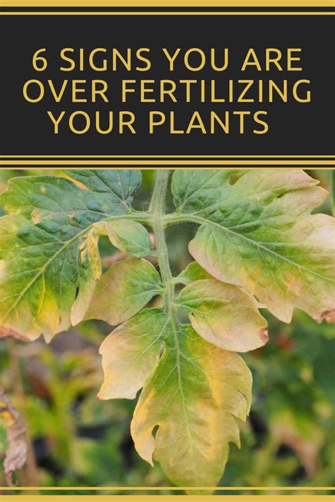 Can you over fertilize a plant?