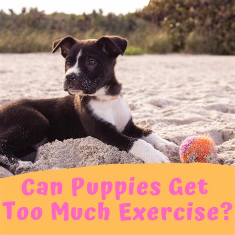 Can you overexercise a dog?