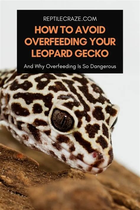 Can you overfeed a gecko?