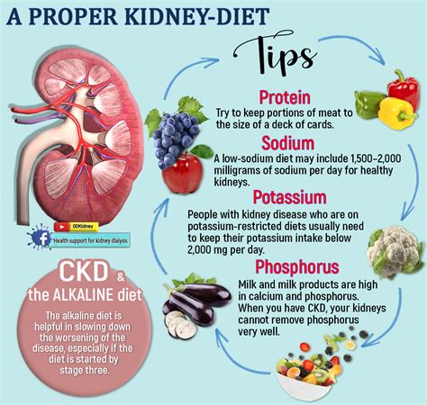 Can you overload your kidneys with protein?