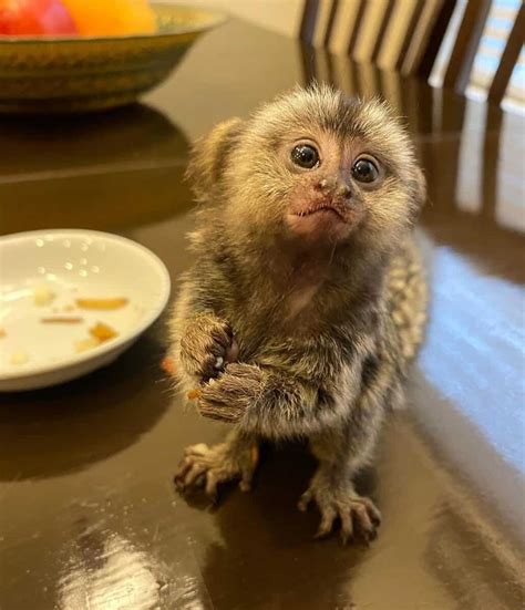 Can you own a monkey in Toronto?