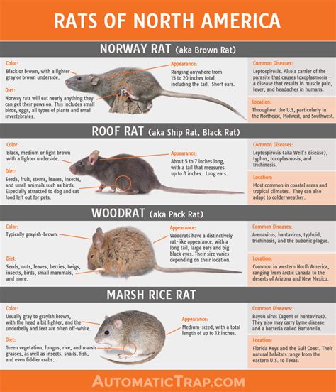 Can you own a rat in Canada?