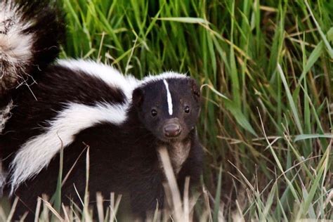 Can you own a skunk in Illinois?
