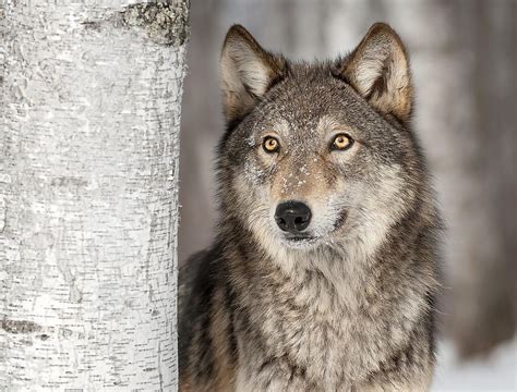 Can you own a wolf in Ontario?