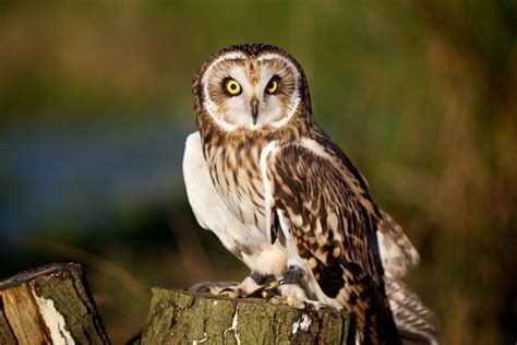 Can you own an owl in Canada?