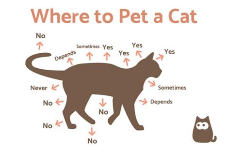 Can you pet a cat like a dog?