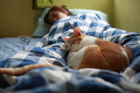 Can you pet a cat while it sleeps?